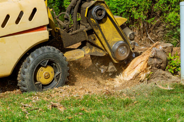 Wapato, WA Tree Service Company